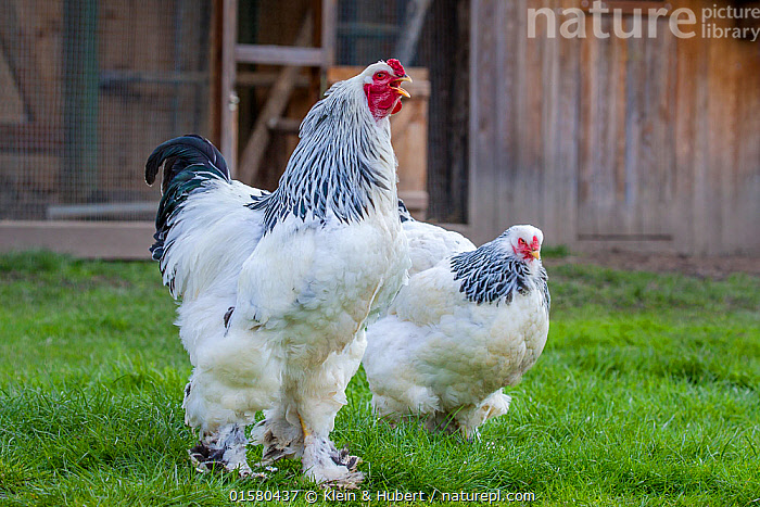 Stock photo of Light brahma hen and rooster calling, France