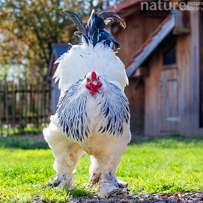 Full Body of Yellow-grey Rooster Brahma Chicken on the Farm Stock Photo -  Image of rooster, farming: 282061406