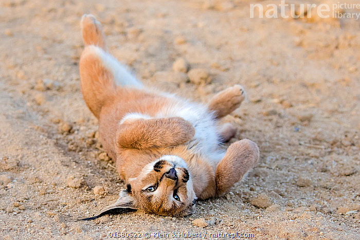 Caracal female Caracal female