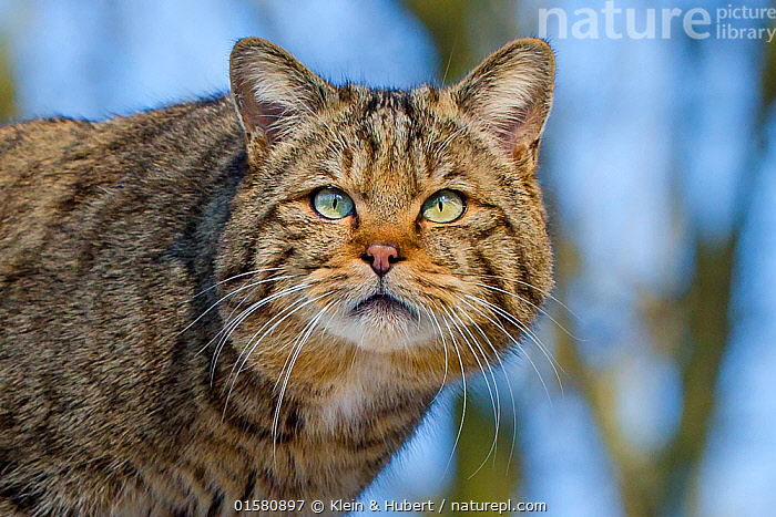 Stock photo of Wild cat (Felis sylvestris) in winter - portrait, France ...