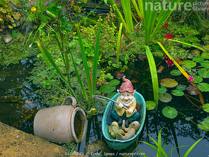 Stock photo of Garden fishing gnome in garden pond. England, UK. July..  Available for sale on
