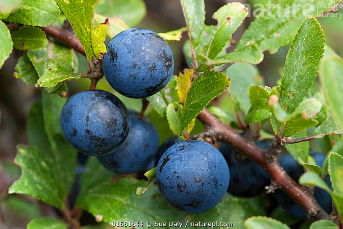 Stock Photo Of Sloes Blackthorn Fruit Prunus Spinosa Sark British stock-photo-of-sloes-blackthorn-fruit-prunus-spinosa-sark-british