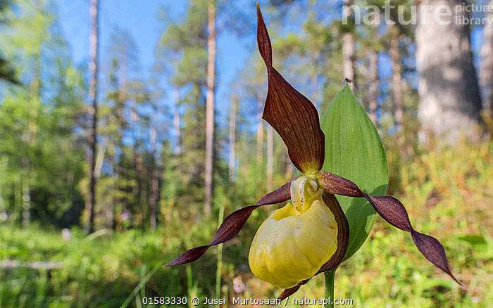 Woodland 2025 lady slipper