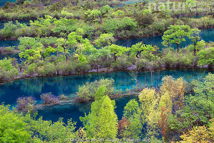 Close-up of crystal-clear turquoise water with visible underwater trees in Jiuzhaigou