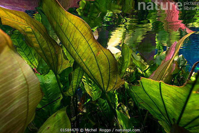 Stock photo of Burhead (Echinodorus macrophyllus) Aquario Natural, Rio ...