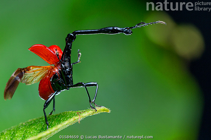Stock photo of Giraffe weevil (Trachelophorus giraffa) Andasibe ...