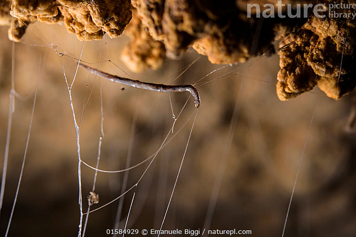 Stock photo of Fungus gnat (Mycetophilidae) larvae, with sticky hanging ...