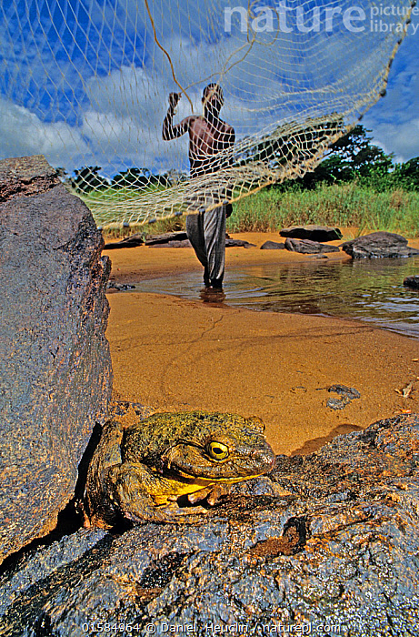 Stock photo of Man casting net to catch Goliath frog (Conraua goliath)  Sanaga, Cameroon…. Available for sale on