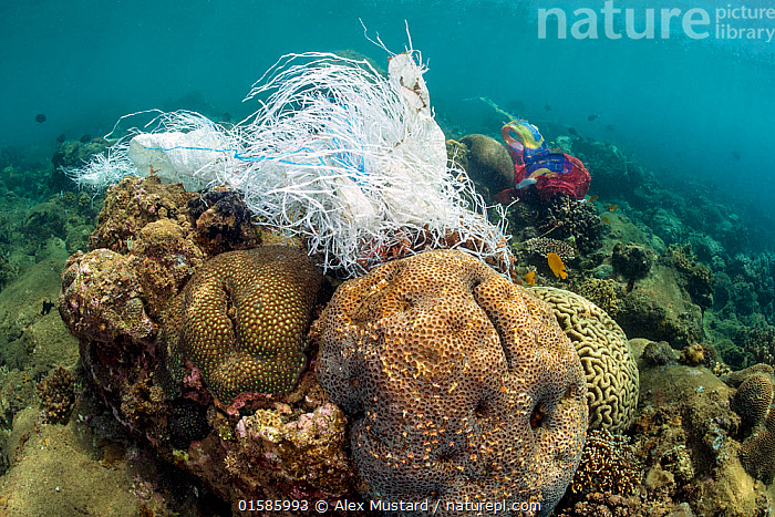 Shell-Based Reefs | Virginia Institute of Marine Science
