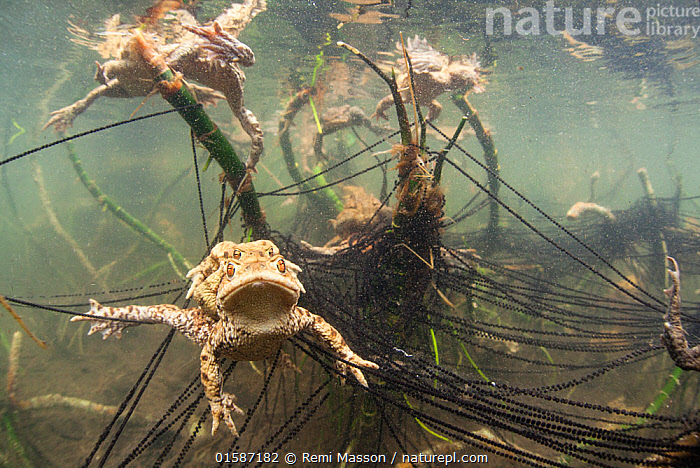 Stock photo of Common toad (Bufo bufo) pair in amplexus with strings of ...