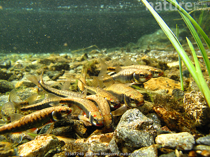 Stock photo of Common minnow (Phoxinus phoxinus) in a mountain lake