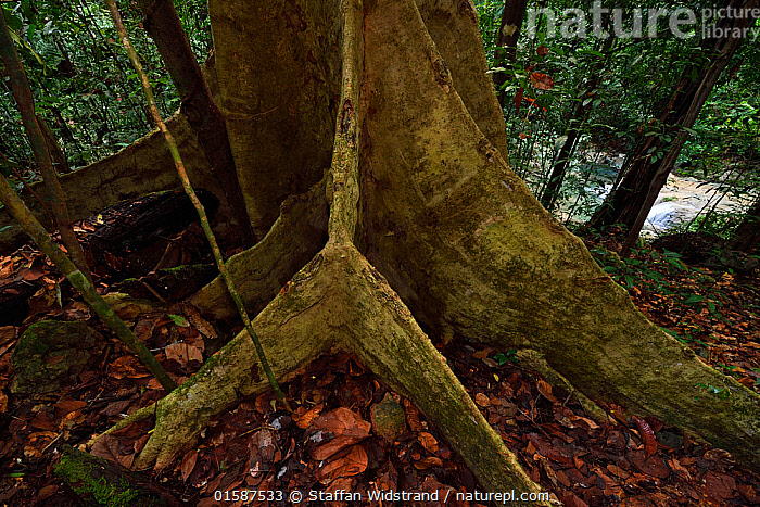 Stock photo of Rainforest tree with buttress roots, Batenta Island ...