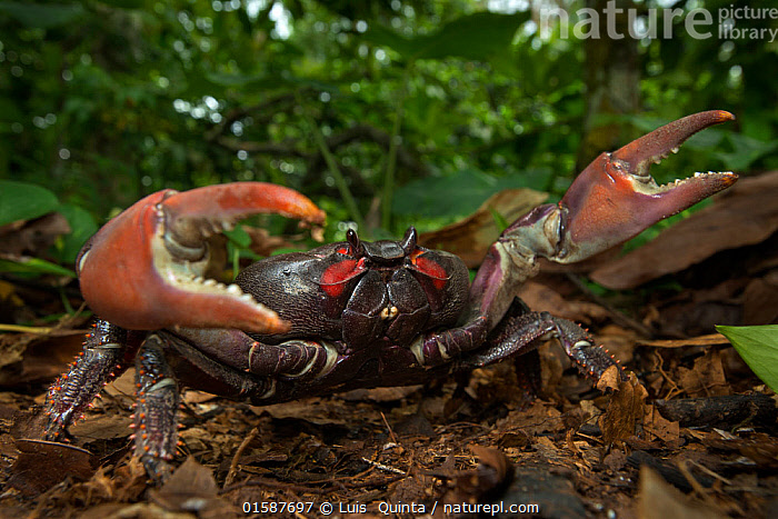 Stock photo of White forest crab (Cardisoma armatum) Island of Principe ...