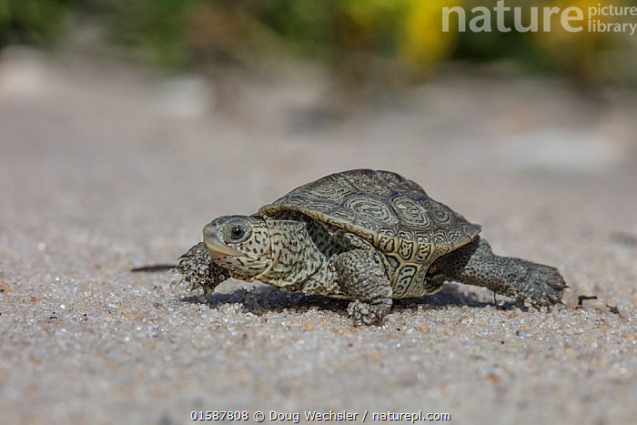 Stock Photo Of Diamondback Terrapin (malaclemys Terrapin) Hatchling 