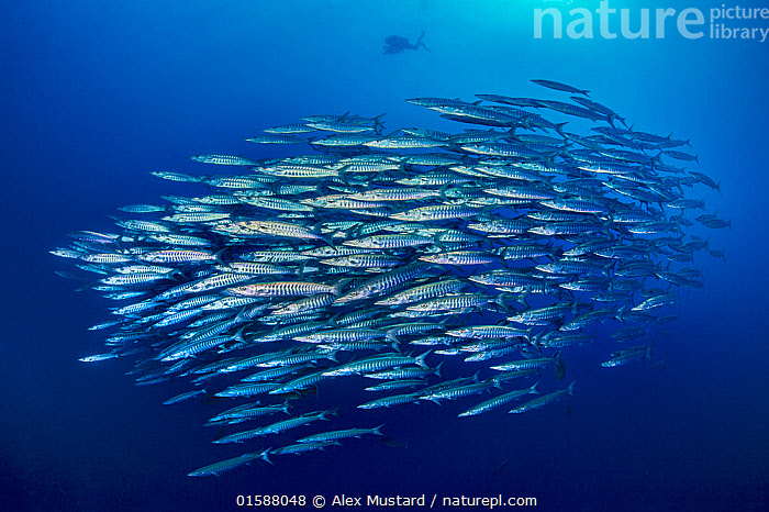 Stock Photo Of School Of Blackfin Barracuda (Sphyraena Qenie) In Open ...