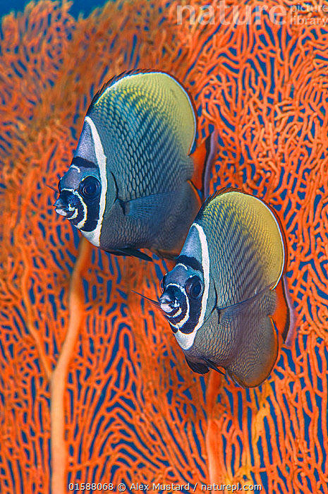 Stock photo of Redtail butterflyfish (Chaetodon collare) pair in front ...