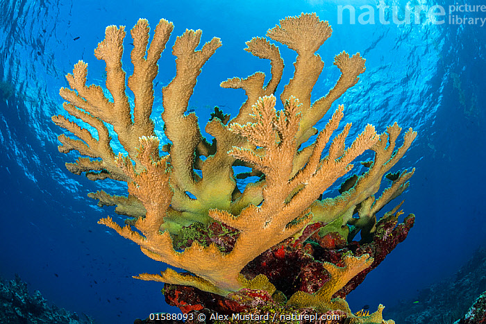 Stock photo of View of a colony of Elkhorn coral (Acropora palmata) growing  on a coral…. Available for sale on