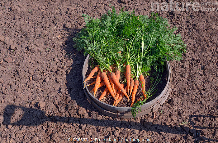 Carota Foto Stock, Carota Immagini