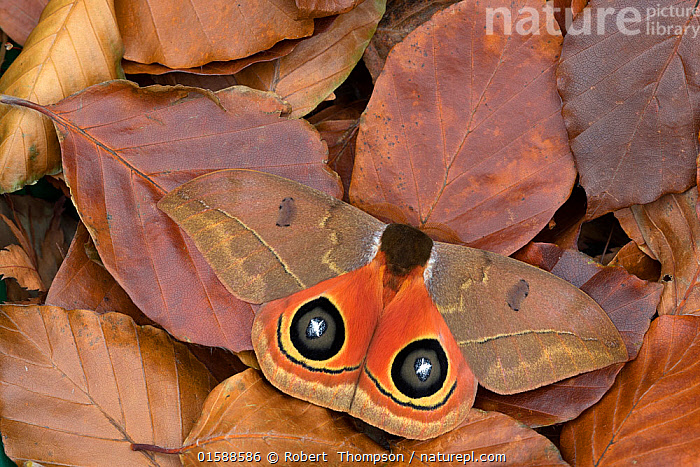 Stock photo of Saturniid moth (Automeris excreta) camouflaged in leaf ...