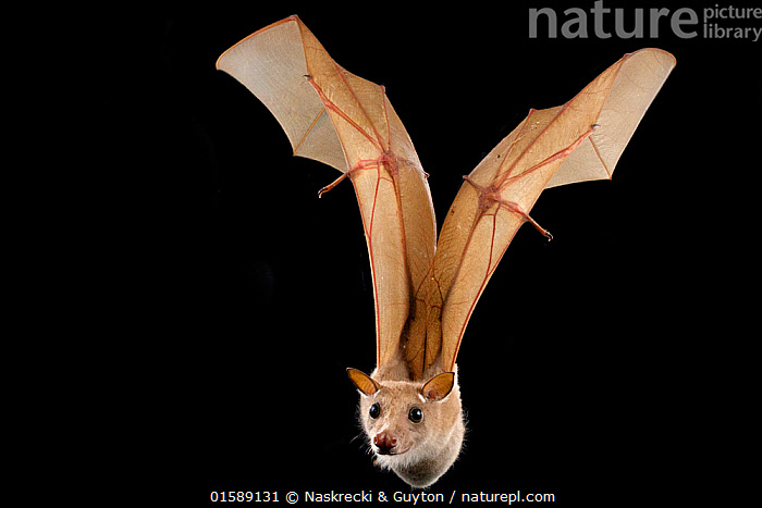 Stock photo of Epaulletted fruit bat (Epomophorus wahlbergi) in flight ...