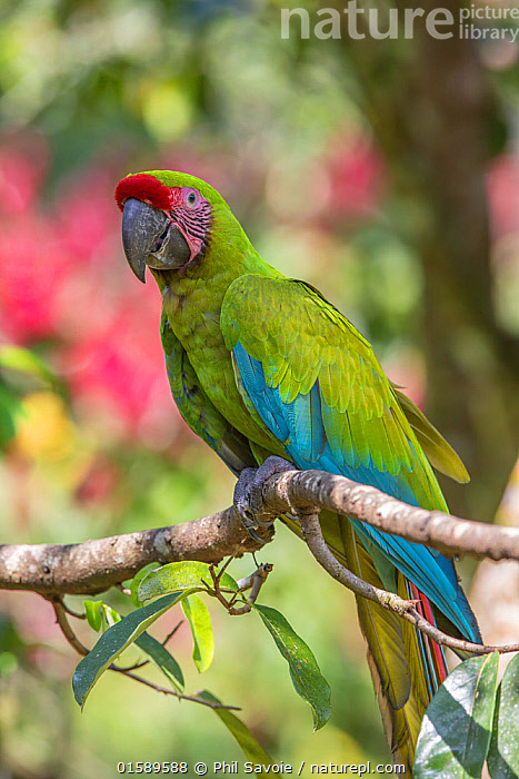 Photo inspiration: Stock Photo Of Great Green Macaw Ara Ambiguus La Selva Photo Inspiration