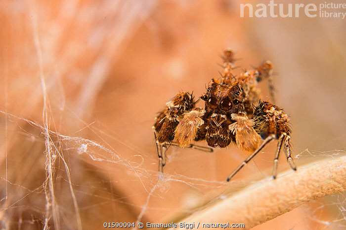 Stock Photo Of Dandy Jumping Spider (Portia Schultzi) Kwazulu-Natal ...