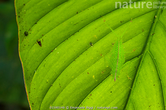 Stock photo of Cone-head katydid (Copiphora cornuta) camouflaged on ...