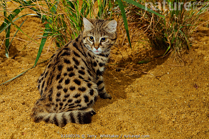 Black footed store cat for sale