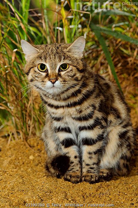 Black footed cat store price