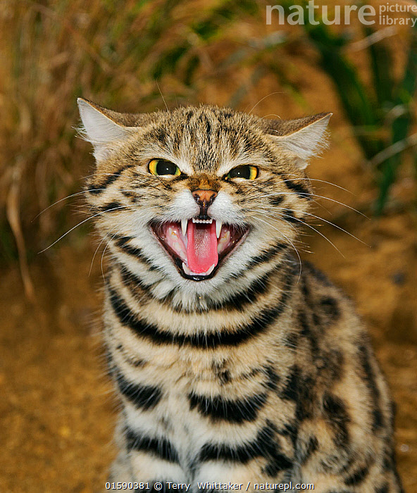 Black footed cat cheap for sale