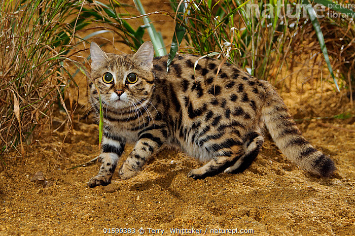 Stock Photo Of Black footed Cat Felis Nigripes Captive Occurs In 