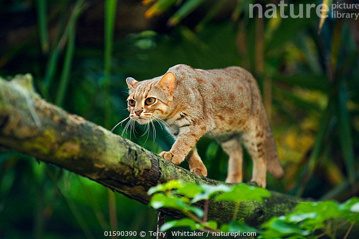 Rusty spotted cat hot sale breeder