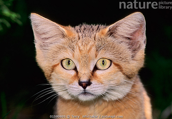 African sand cat for hot sale sale