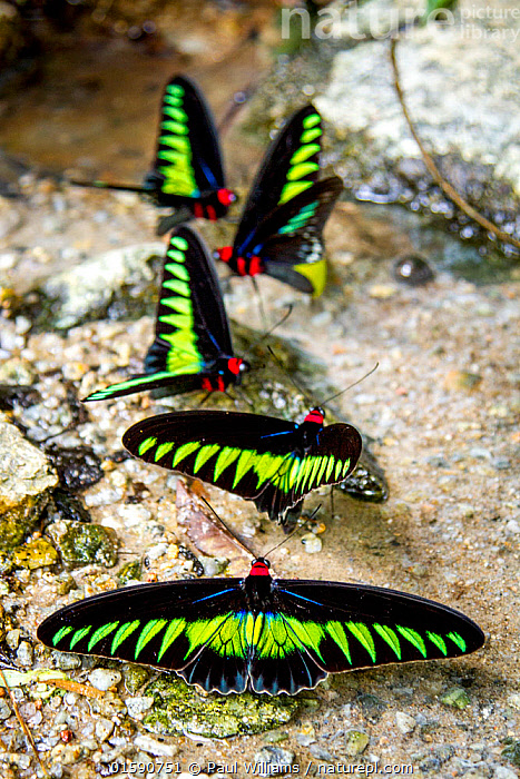 Stock photo of Raja Brookes Birdwing butterfly (Trogonoptera