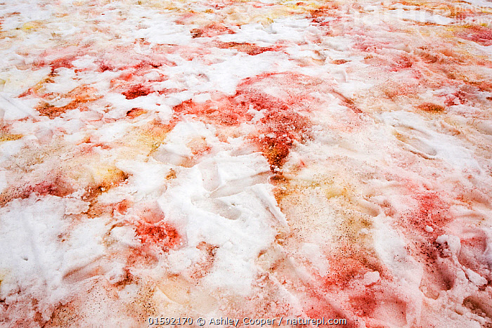Stock photo of Red algae in snow at Base Orcadas, an Argentine ...