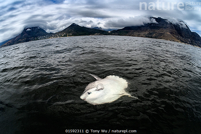 Stock photo of Ocean sunfish (Mola mola), basking at waters surface, South  Africa…. Available for sale on