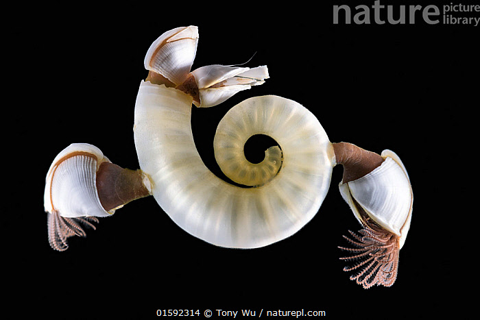 Ram's Horn Squid shell