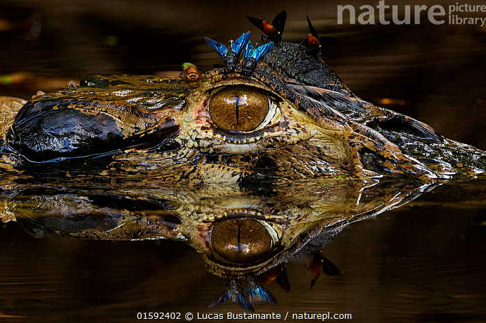 Stock photo of Black caiman (Melanosuchus niger) at water surface with ...