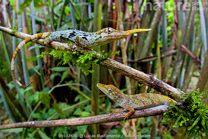 Stock photo of Pinocchio lizard / Ecuadorian horned anole (Anolis  proboscis) pair, male…. Available for sale on www.naturepl.com