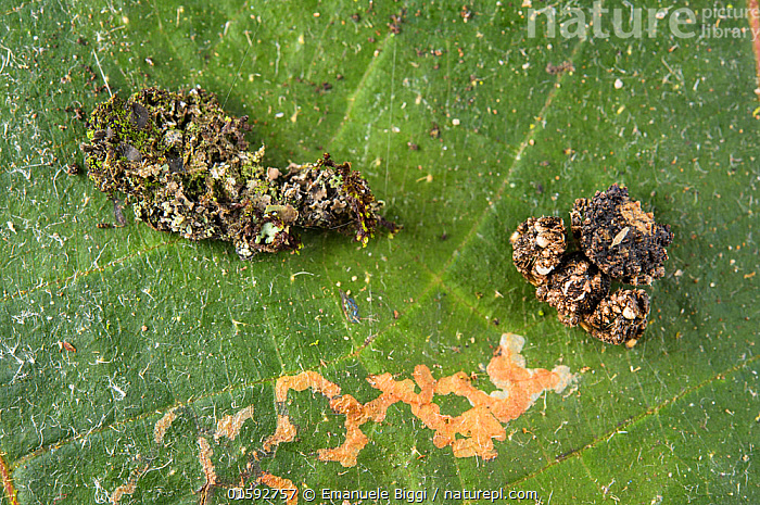 Stock photo of Spider (Phrynarachne rugosa) with rough appearance