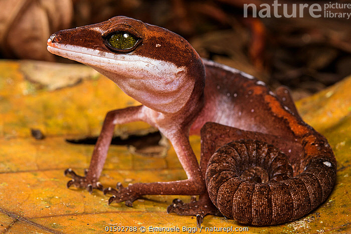 Malaysian hot sale cat gecko