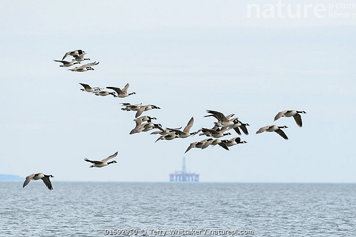 Canada geese migration scotland best sale