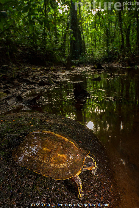 Stock photo of Brown wood turtle (Rhinoclemmys annulata) resting on a ...