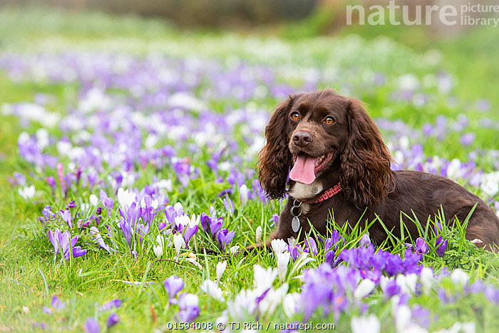 Crocus spaniel sale