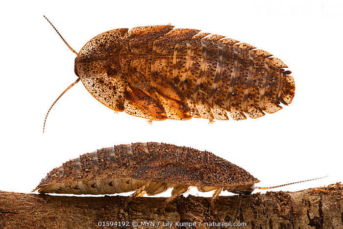 Stock photo of Edgar's trilobite cockroach (Laxta rieki) composite ...