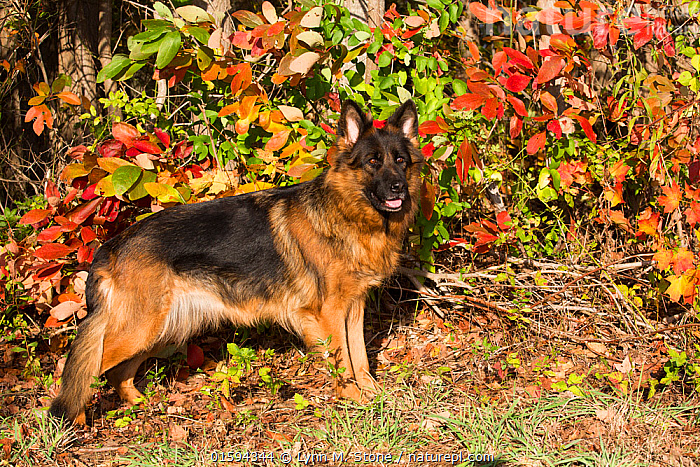 German dog long outlet hair