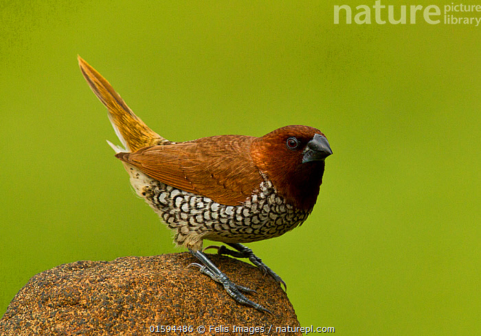 Stock Photo Of Scaly-breasted Munia/Nutmeg Mannikin (Lonchura ...