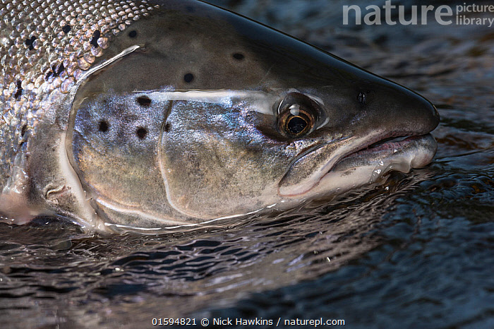 Miramichi Atlantic Salmon