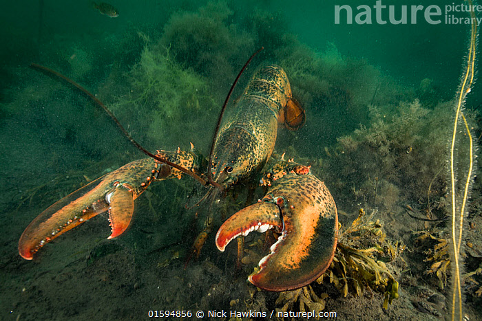 american lobster underwater