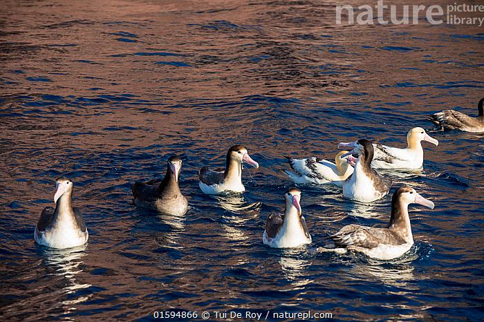 Stock Photo Of Short-tailed Albatross (Phoebastria Albatrus) Subadult ...